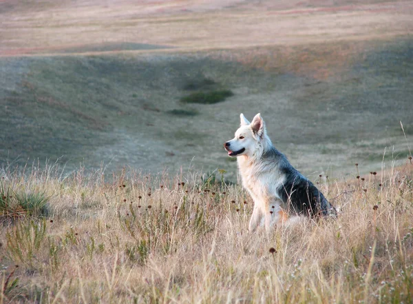 Happy dog sitting in prairie — Stock Photo, Image