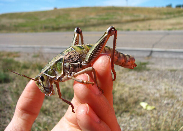 Giant grasshopper on hand