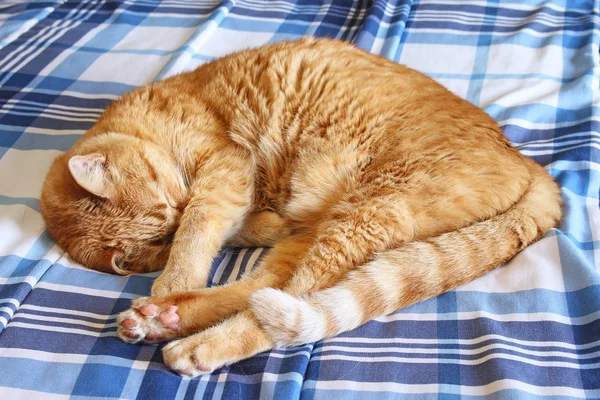 Turuncu kedi üzerinde battaniye uyku