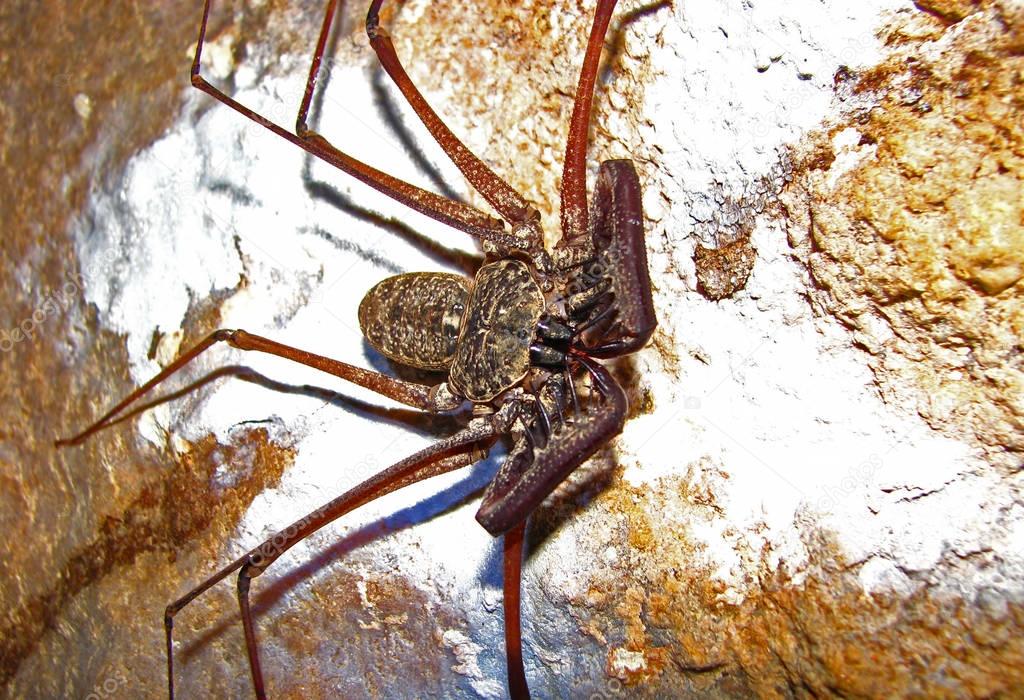 Whip scorpion on cave wall