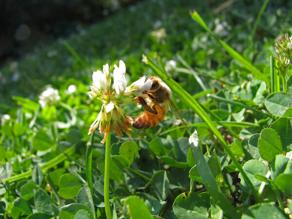 Honey bee on white clover