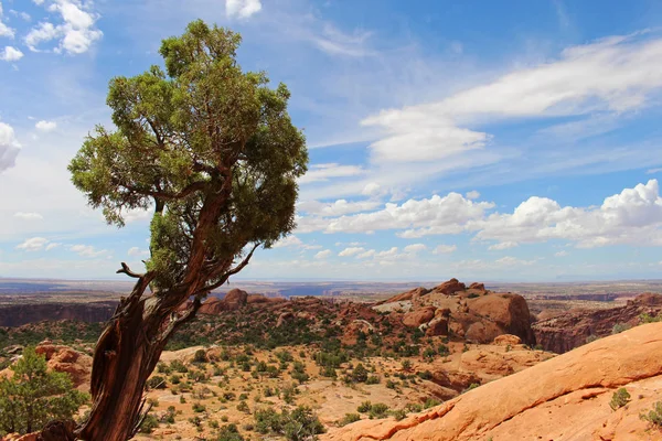 유타 사막 조 경에서 작은 왜소 한 나무 — 스톡 사진