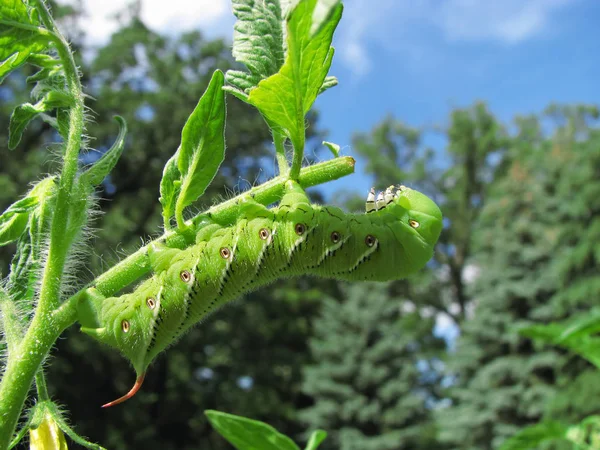 Tütün hornworm caterpillar domates bitki üzerinde — Stok fotoğraf