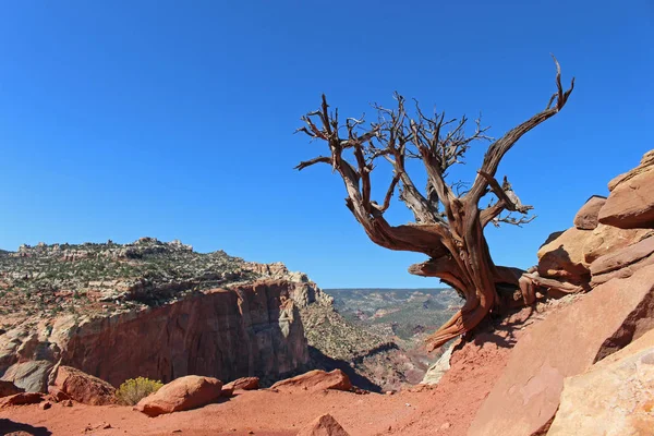 A small dead tree clings to the edge of a cliff in the desert. — Stock Photo, Image