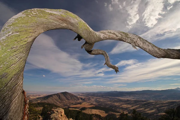 Старое извилистое дерево простирается наружу над предгорьями Колорадо — стоковое фото