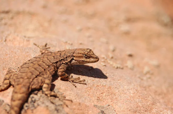 A fence lizard clings to the desert sandstone in Utah. — Stock Photo, Image
