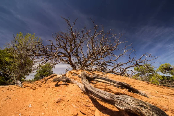 Long roots lead to a gnarly tree in the desert. — Stock Photo, Image