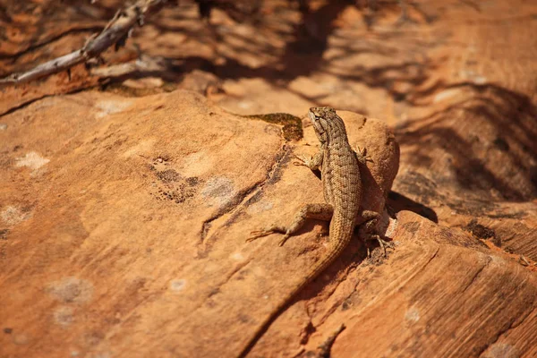 A fence lizard sits in the desert sun on sandstone. — Stock Photo, Image