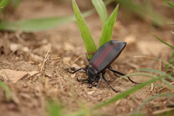 A pinacate beetle defends itself by lifting its rear and secreting an odor. — Stock Photo, Image