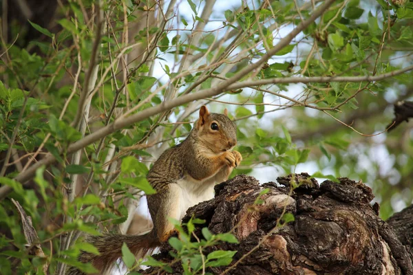 A brown squirrel sits in a tree and eats a nut. — Stock Photo, Image