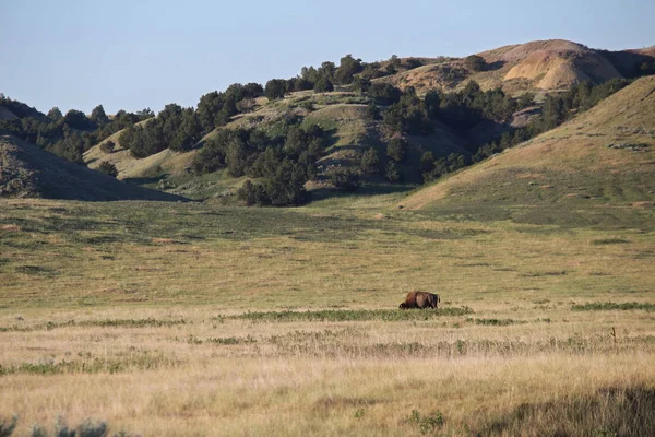 An American bison grazes in the grasslands of South Dakota. — Stock Photo, Image