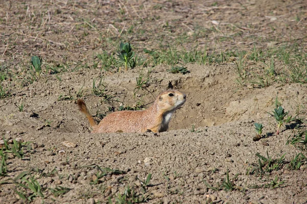 A South Dakota prairie dog guards its burrow. — Stock Photo, Image