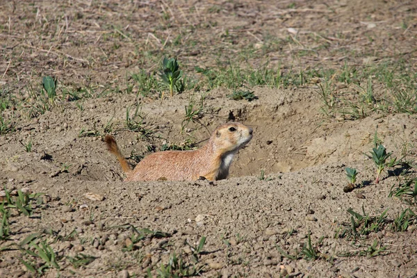 Un chien de prairie du Dakota du Sud garde son terrier . — Photo