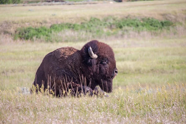 An American bison lays in the grasslands of South Dakota.