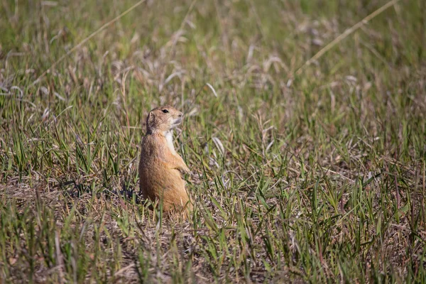 A prairie dog sits watching for predators. — Stock Photo, Image