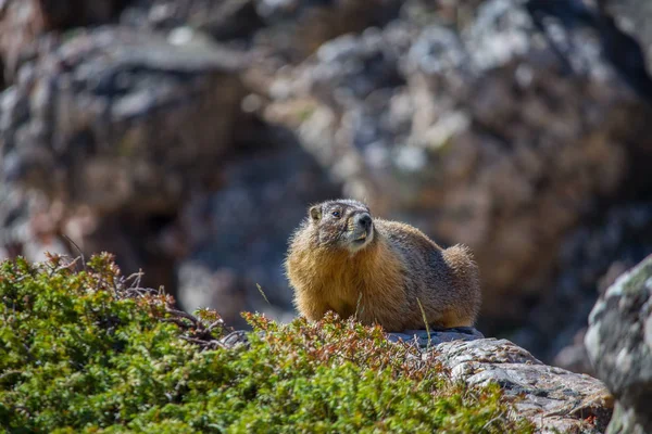 Sárga hasú mormota nyugszik tetején egy szikla, a Sziklás-hegység. — Stock Fotó