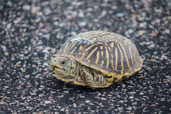 Küçük bir kutu turtle bir kaldırımda duruyor.