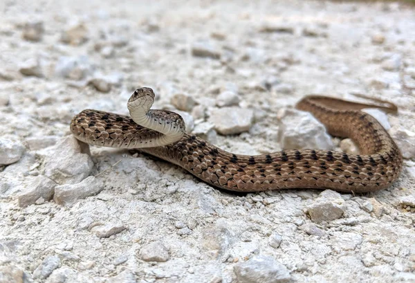 Brown Snake Holds Position While Resting Gravel Surface — Stock Photo, Image