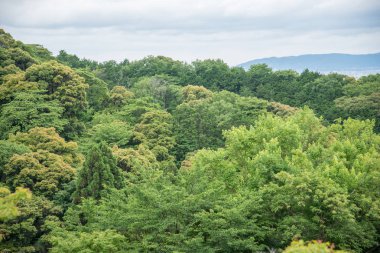 Grup orman dağ ağacı