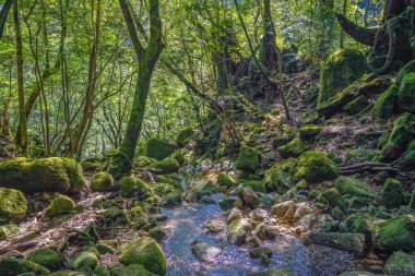 Yakushima, Japonya 'da ilkel orman yürüyüş yolları.