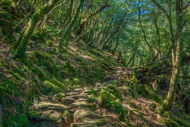 Yakushima, Japonya 'da ilkel orman yürüyüş yolları.