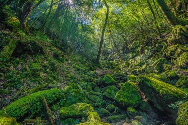 Yakushima, Japonya 'da ilkel orman yürüyüş yolları.
