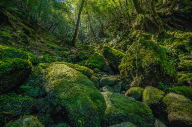 Yakushima, Japonya 'da ilkel orman yürüyüş yolları.
