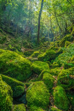 Yakushima, Japonya 'da ilkel orman yürüyüş yolları.