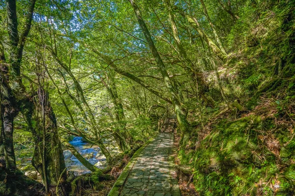Senderos Senderismo Forestal Primival Yakushima Japón — Foto de Stock