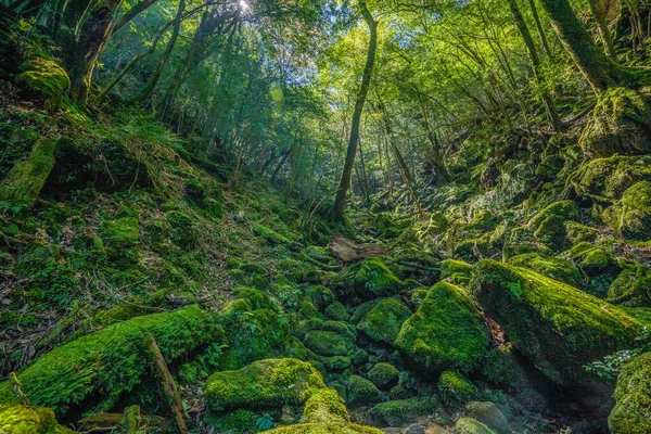 Senderos Senderismo Forestal Primival Yakushima Japón — Foto de Stock