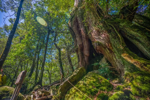 屋久島の原生林ハイキングコース ロイヤリティフリーのストック画像