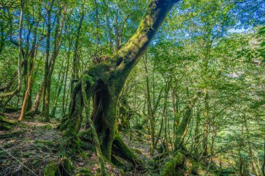 Yakushima, Japonya 'da ilkel orman yürüyüş yolları.