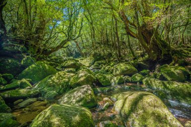 Yakushima, Japonya 'da ilkel orman yürüyüş yolları.