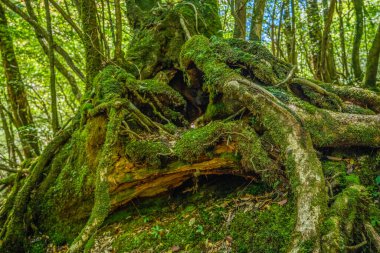 Yakushima, Japonya 'da ilkel orman yürüyüş yolları.