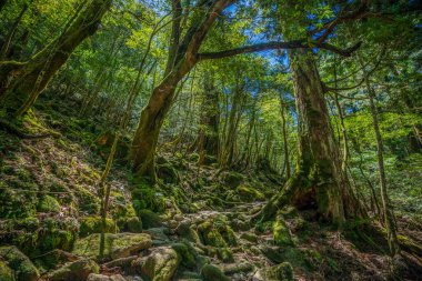 Yakushima, Japonya 'da ilkel orman yürüyüş yolları.
