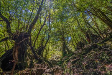 Yakushima, Japonya 'da ilkel orman yürüyüş yolları.