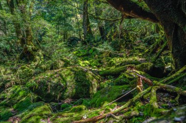 Yakushima, Japonya 'da ilkel orman yürüyüş yolları.