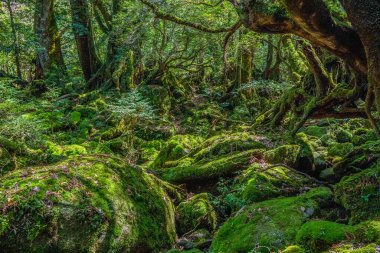 Yakushima, Japonya 'da ilkel orman yürüyüş yolları.