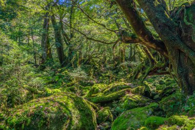 Yakushima, Japonya 'da ilkel orman yürüyüş yolları.