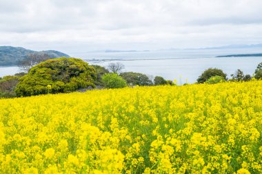Japonya 'daki Nanohana veya Canola sarı çiçek tarlaları