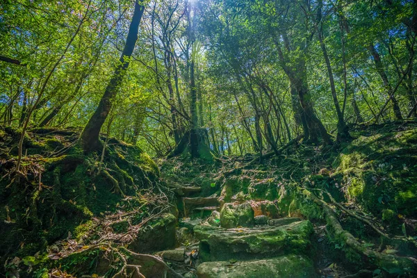 Trilhas Caminhadas Florestais Primitivas Yakushima Japão — Fotografia de Stock