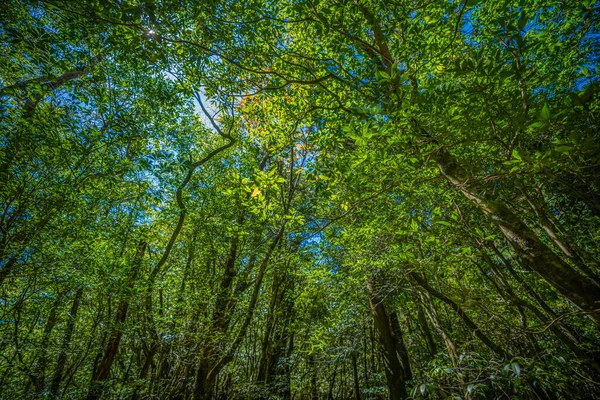 Senderos Senderismo Forestal Primival Yakushima Japón — Foto de Stock