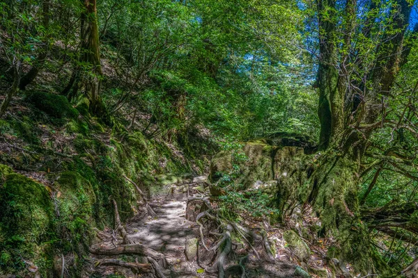 Urwaldwanderwege Yakushima Japan — Stockfoto