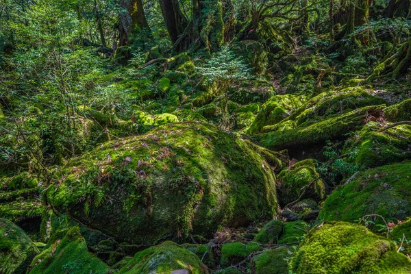 Primival forest hiking trails in Yakushima, Japan