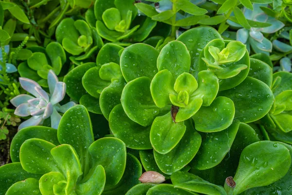 Planta Hojas Verdes Plantas Suculentas Jardín —  Fotos de Stock