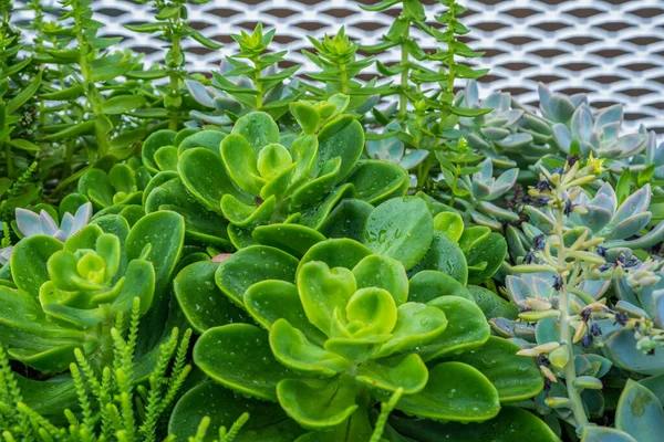 Planta Hojas Verdes Plantas Suculentas Jardín —  Fotos de Stock