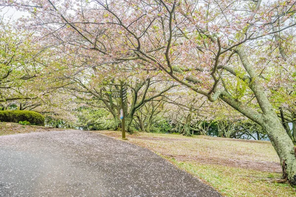 Sakura Lub Drzewa Wiśni Ogrodzie Japońskim — Zdjęcie stockowe