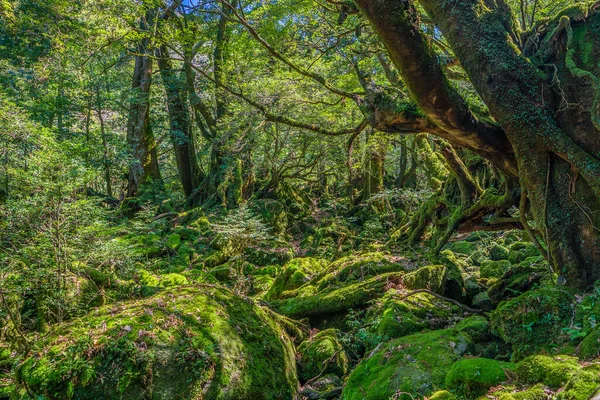 Senderos Senderismo Forestal Primival Yakushima Japón Imagen De Stock