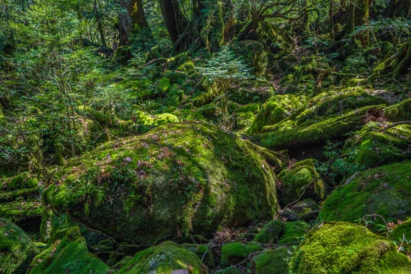 Senderos Senderismo Forestal Primival Yakushima Japón Imagen De Stock
