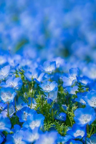 庭のネモフィラまたはベビーブルーの目の花のフィールド ストック画像